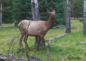 Cervus elaphus nelsoni